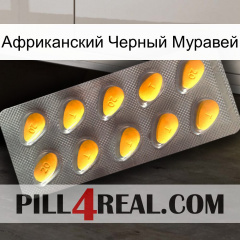 Африканский Черный Муравей cialis1